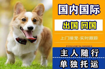 太原市宠物托运公司太原市宠物托运公司太原市宠物托运公司