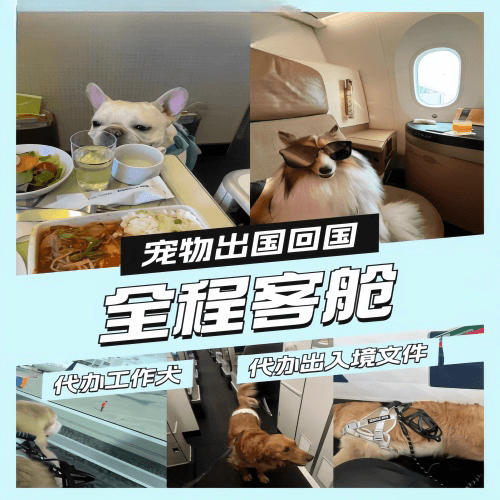 太原市宠物托运到白俄罗斯宠物入境规定和要求